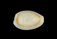 藏品(金環寶螺)的圖片